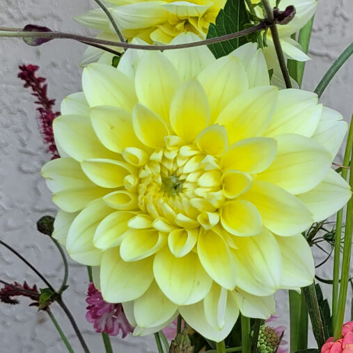 Lemon Drops Dahlia